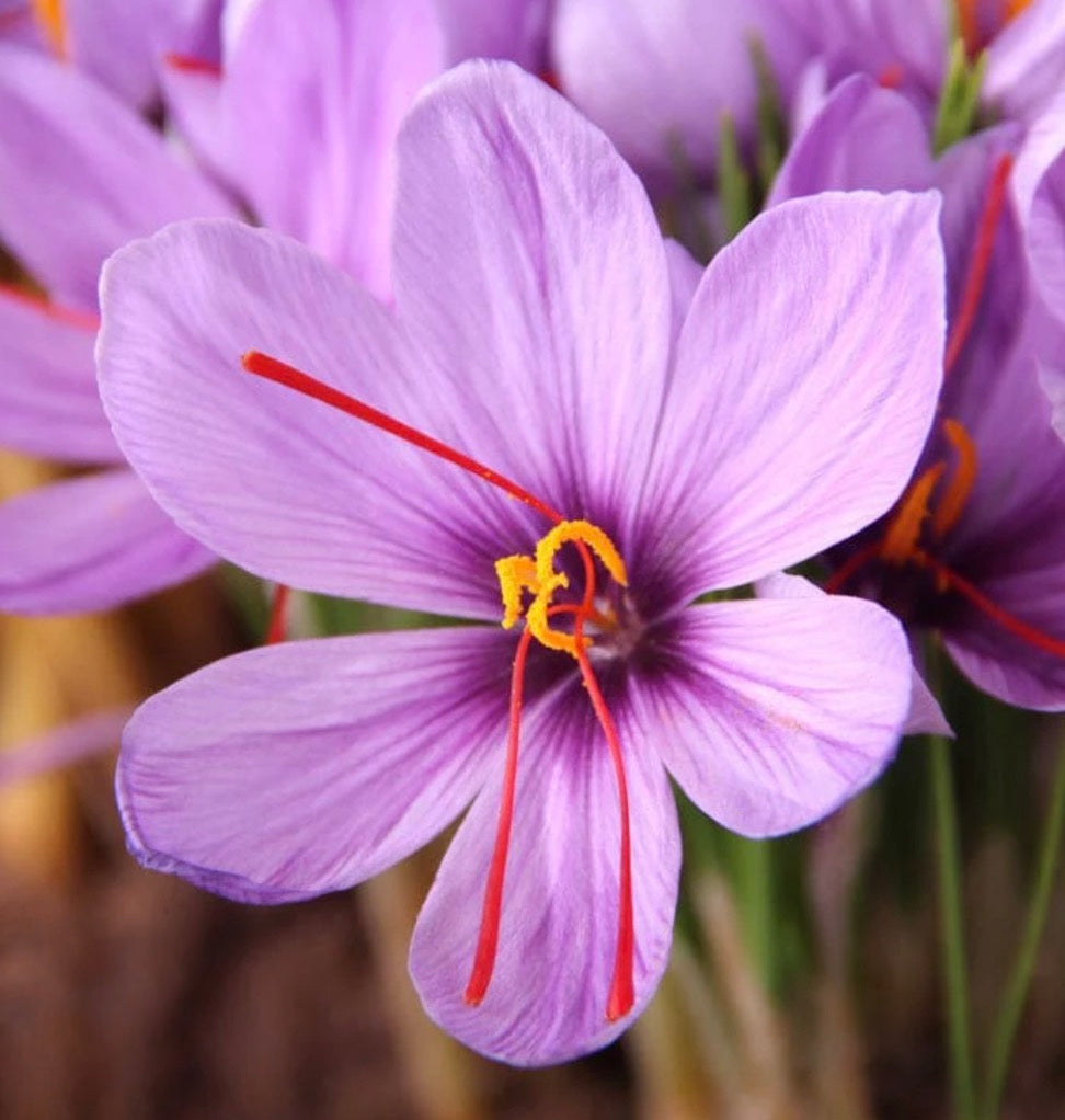 Saffron Extract