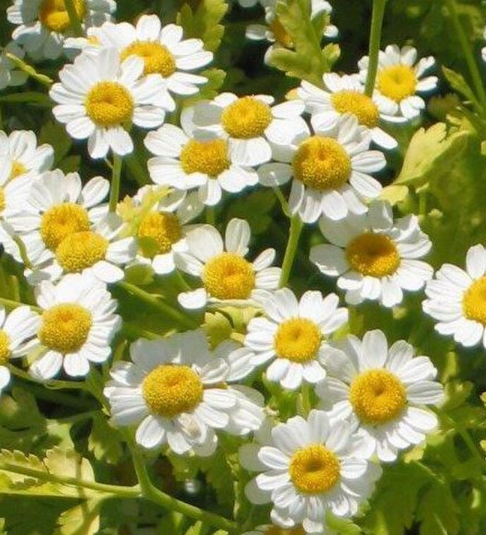 Feverfew Extract