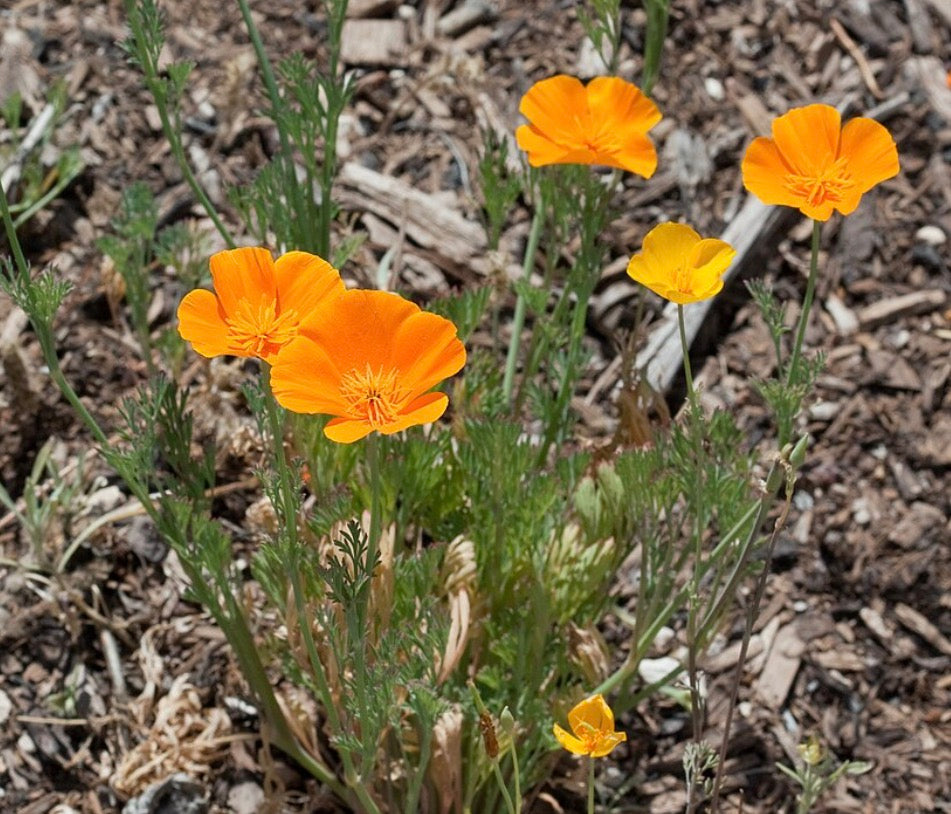 California Poppy Extract