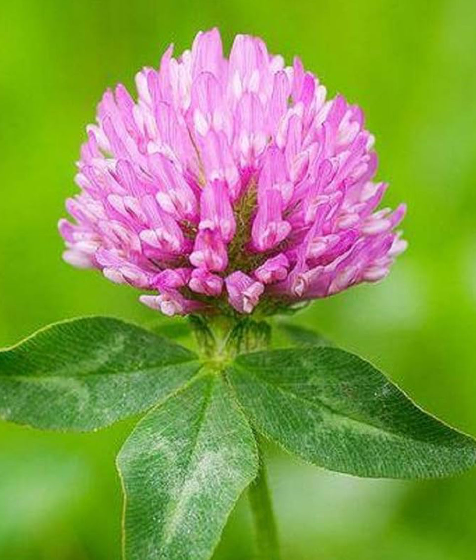 Red Clover Extract