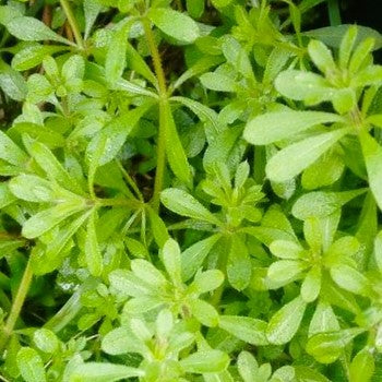 Cleaver Extract