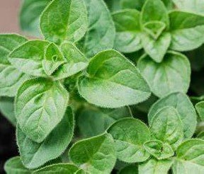 Oregano Oil Extract