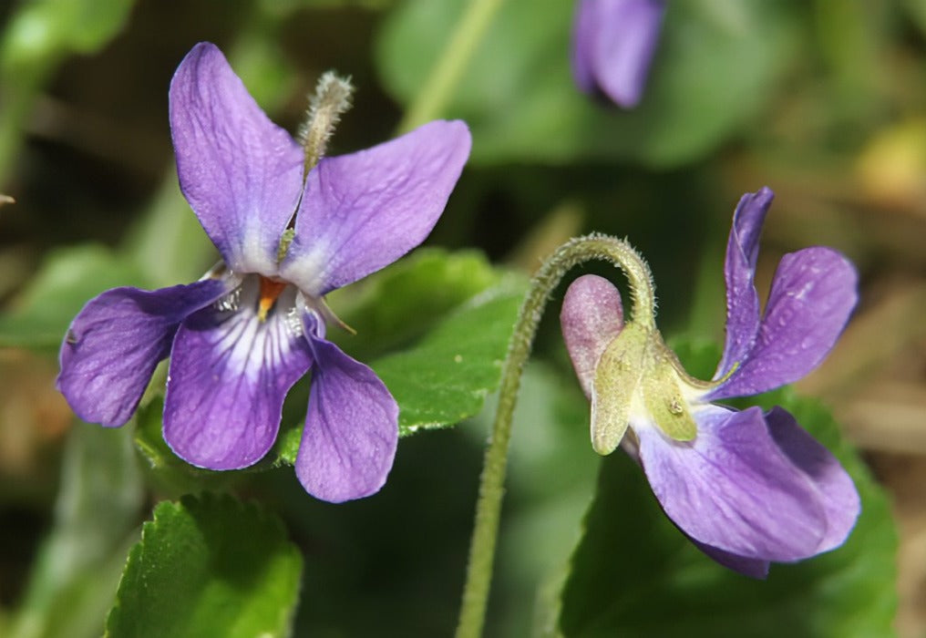 Violet Extract