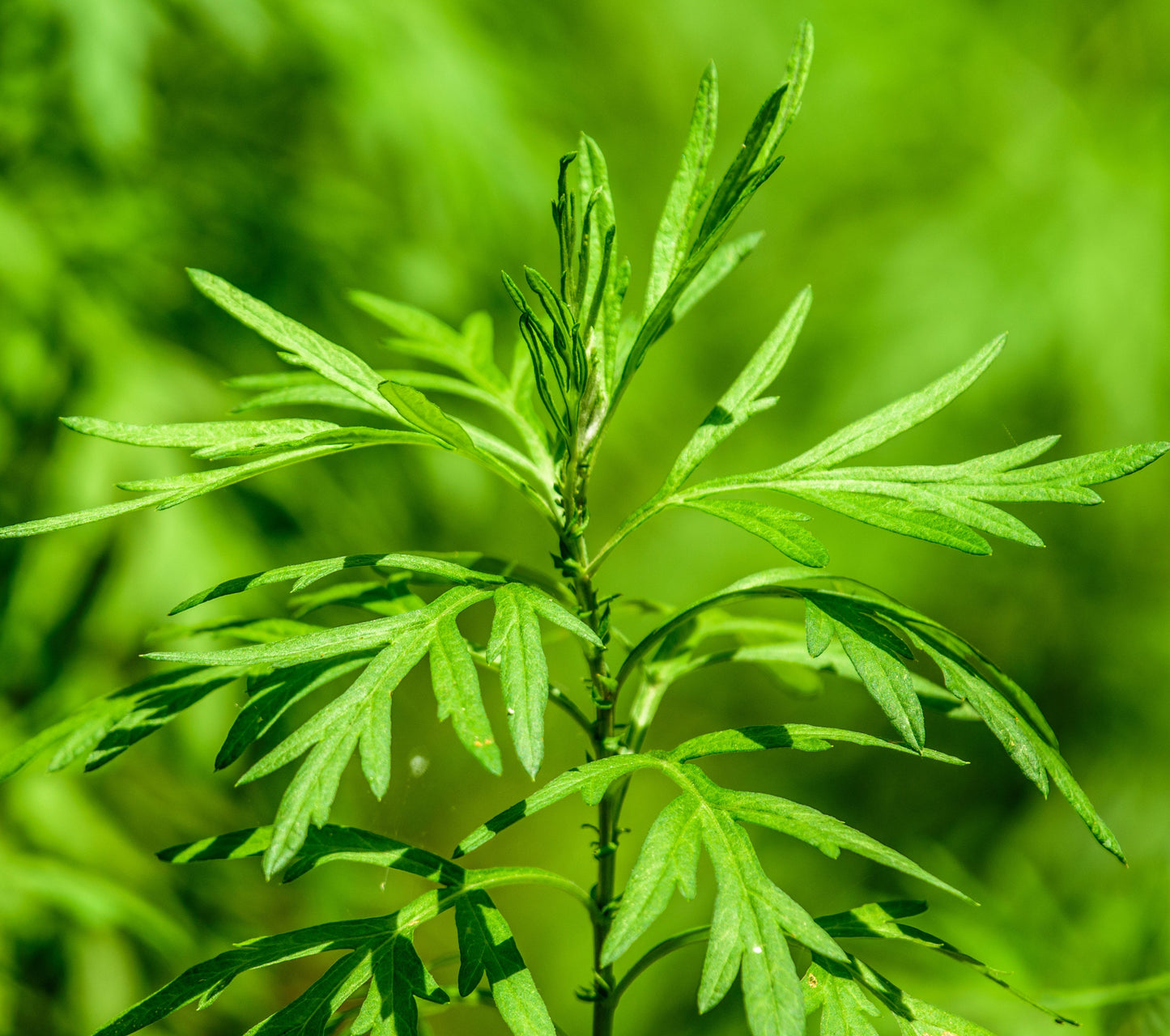Mugwort Extract