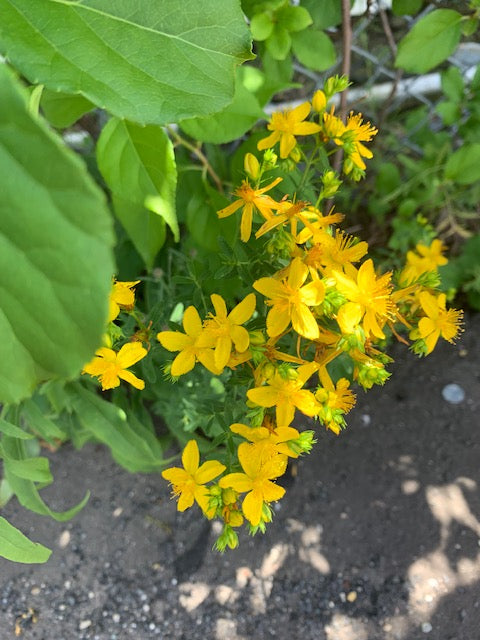 St. Johns Wort Extract