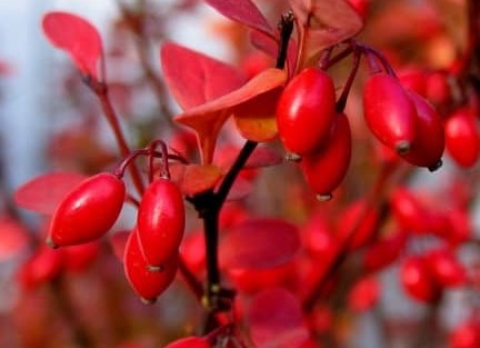 Barberry Extract