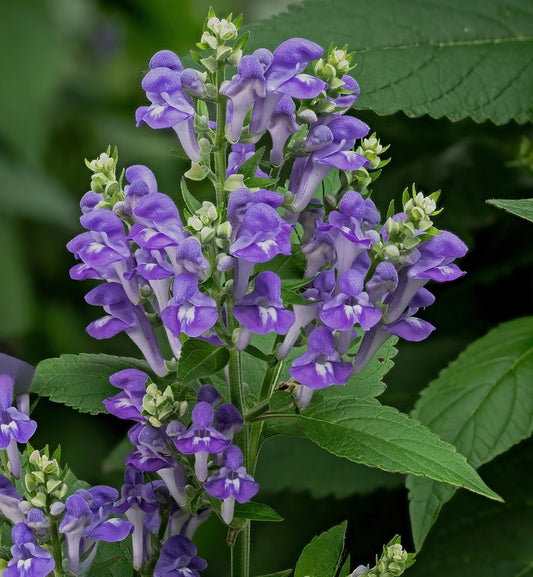 Skullcap Extract