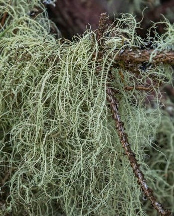 Usnea Extract