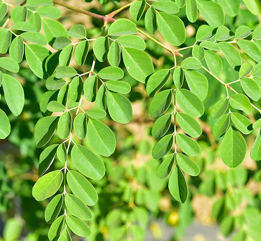 Moringa Extract