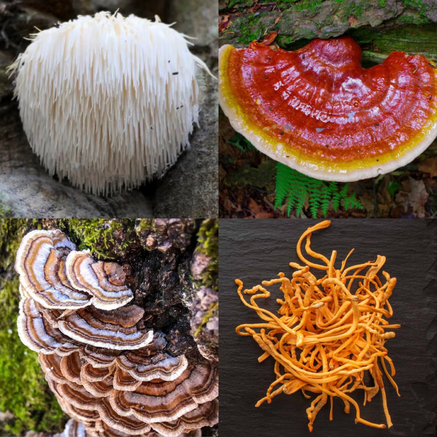 Mushroom Blend Extract