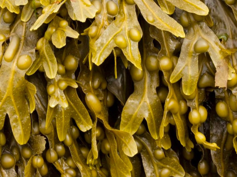 Bladderwrack Extract