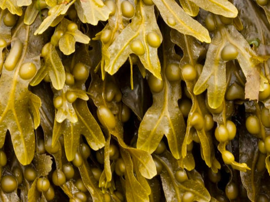Bladderwrack Extract