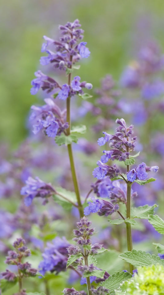 Catnip Extract