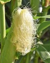 Cornsilk Extract