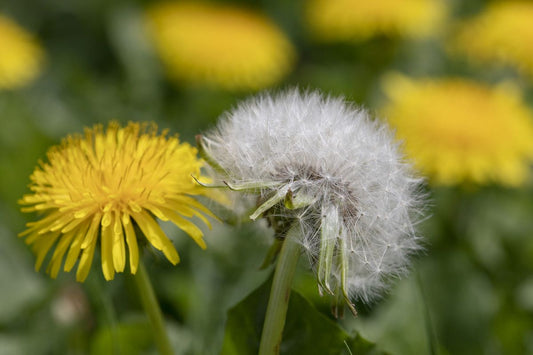 Dandelion Extract