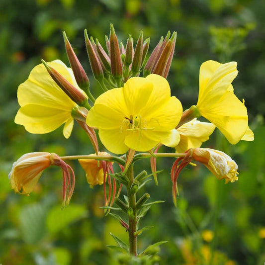 Evening Primrose Extract