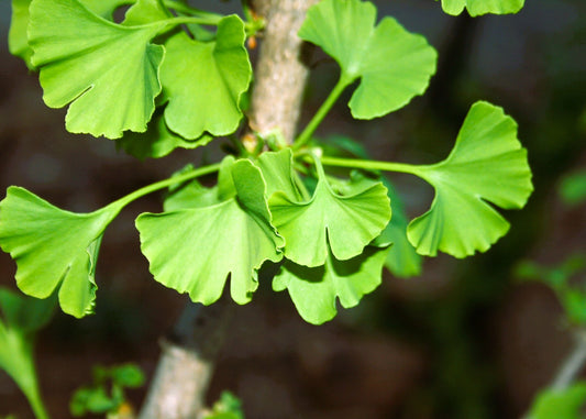 Ginkgo Biloba Extract