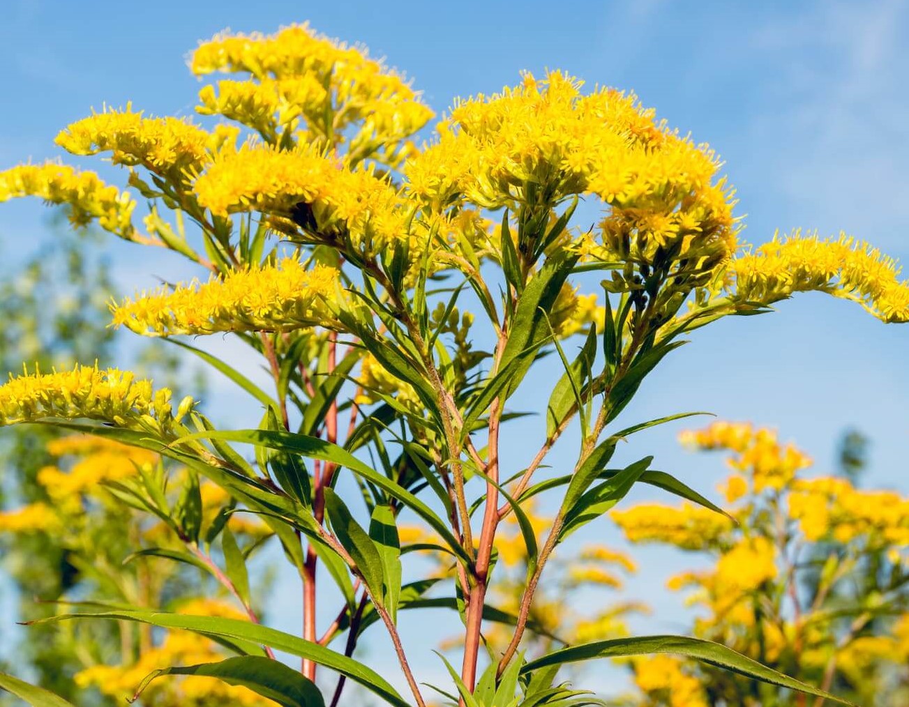 Goldenrod Extract