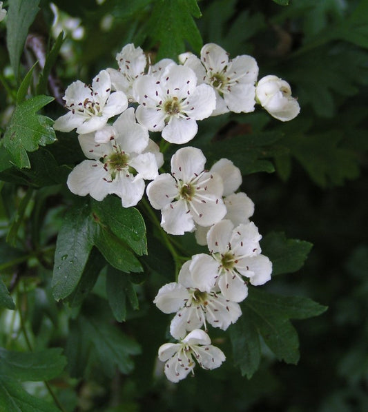 Hawthorn Extract