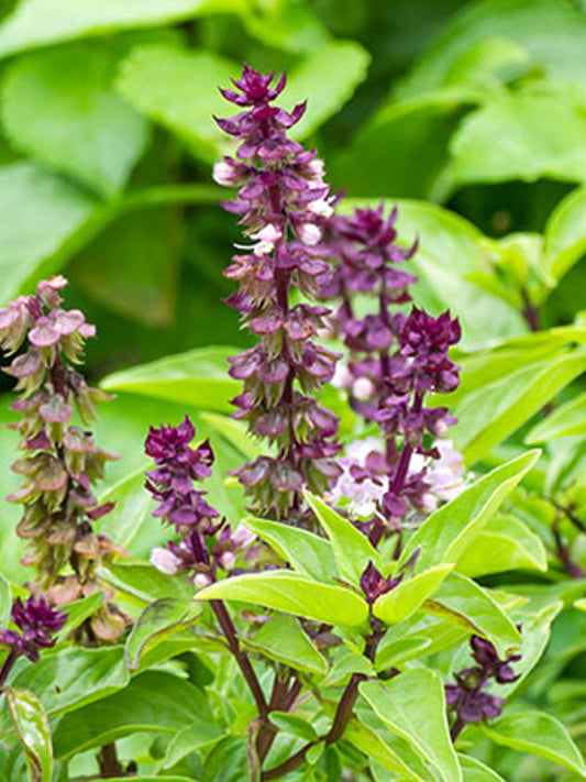 Tulsi (Holy Basil) Extract