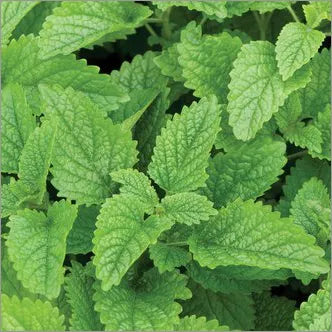 Lemon Balm Extract