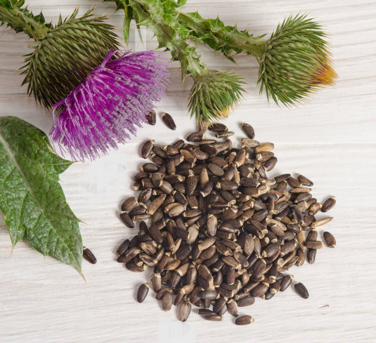 Milk Thistle Seed Extract