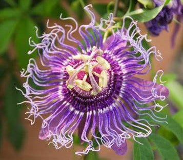 Passionflower Extract