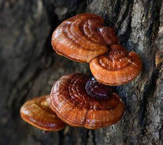 Red Reishi Mushroom Extract