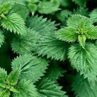 Stinging Nettle Extract