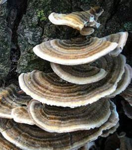 Turkey Tail Mushroom Extract