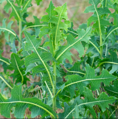 Wild Prickly Lettuce Extract