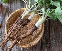 Burdock Root Extract