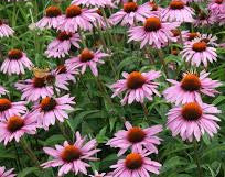 Echinacea Extract