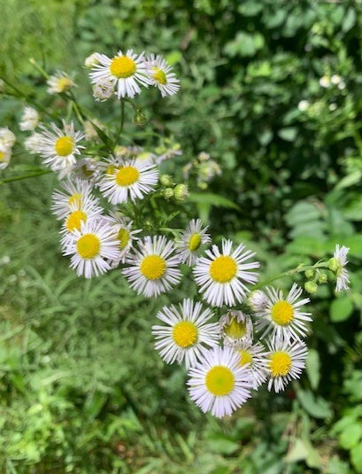 Fleabane Extract