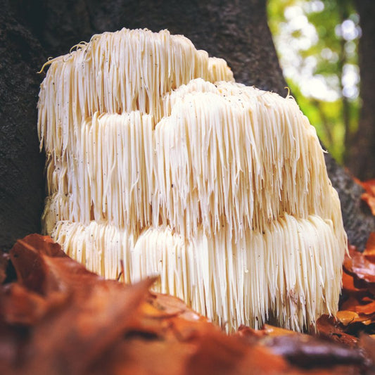 Lions Mane Mushroom Extract