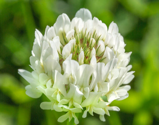 White Clover Extract