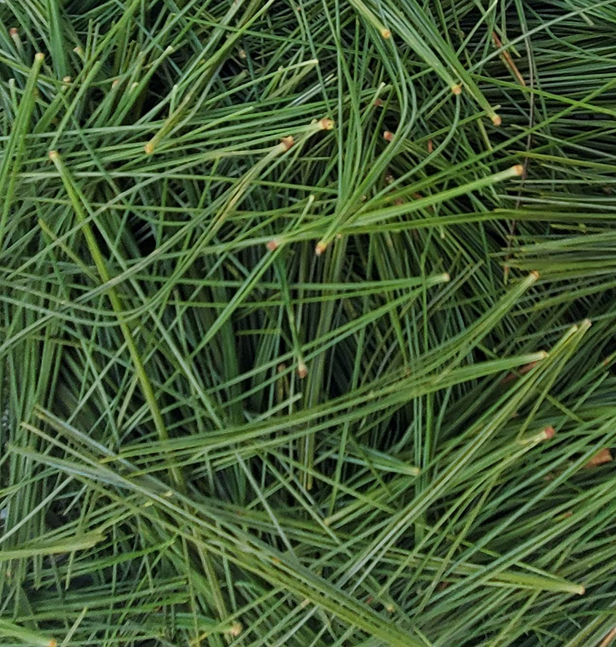 White Pine Needle Extract