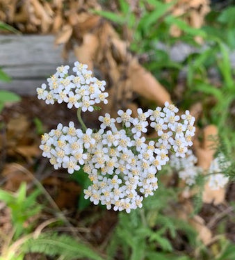 Yarrow Extract